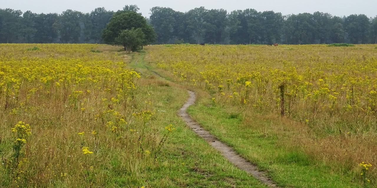Mooiste wandelgebieden van Nederland