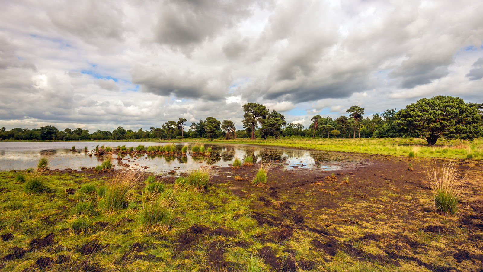 Boswachterspad Kempen Cartierheide