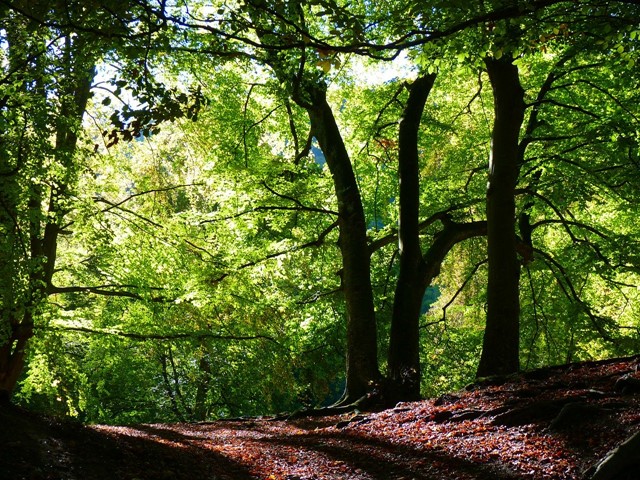 Imstenraderbos