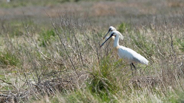 Lepelaars Lauwersmeer