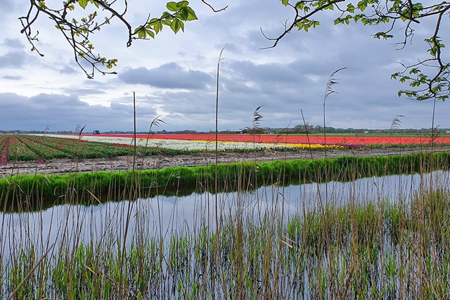 bollenvelden aan een sloot water