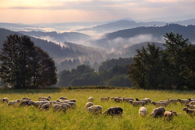 Afbeelding van schapen en heuvellandschap in Sumava.