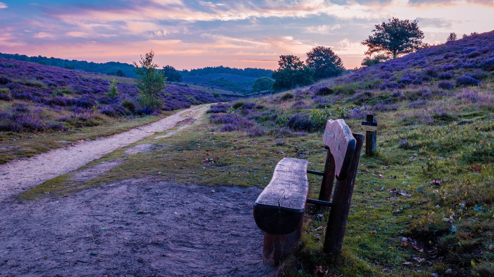 Veluwe Zwerfpad: een Streekpad om eindeloos te dwalen; bankje op de bloeiende heide