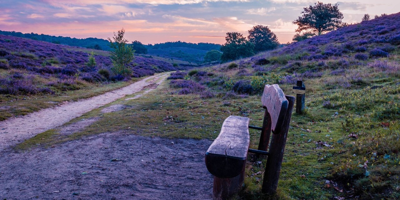Veluwe Zwerfpad: een Streekpad om eindeloos te dwalen; bankje op de bloeiende heide