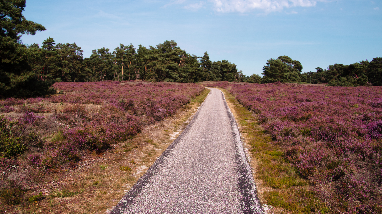 Wandelroute Nationaal Park De Hoge Veluwe Belevingsroute