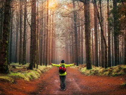 Wandelaar in het bos