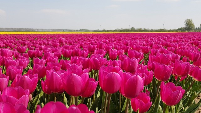 Bloembollenvelden