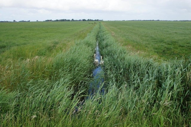 Zwanenfamilie tussen het hoge gras