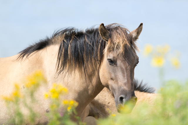 Wandelroute Knarbos Flevoland Knarpad Konikpaarden