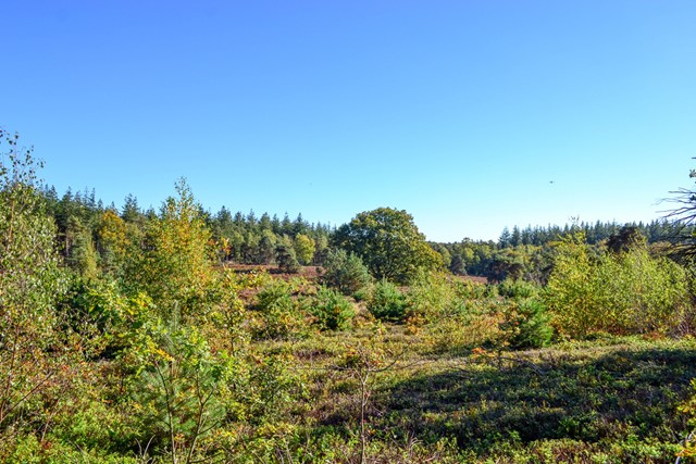 heide en bomen op de Sallandse Heuvelrug met een blauwe lucht.