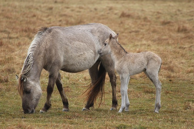 Konikpaard met veulen