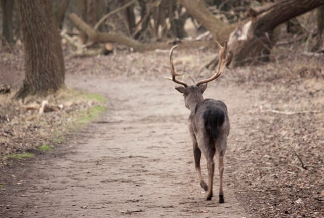 Wandelen Langs De Leukste Boscafes In Nederland Boshut Panneland Aan Het Kustpad
