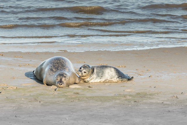 afbeelding van een zeehond met moeder op het strand van Texel.