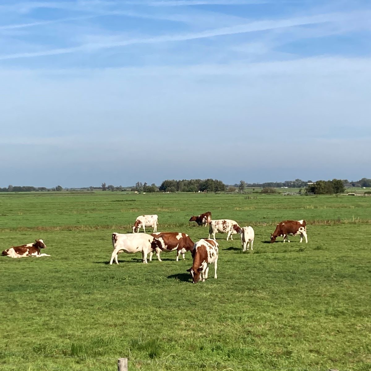 Polder langs de Grecht