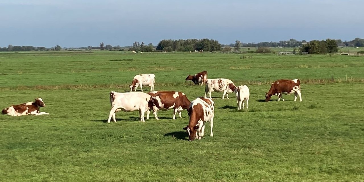 Polder langs de Grecht
