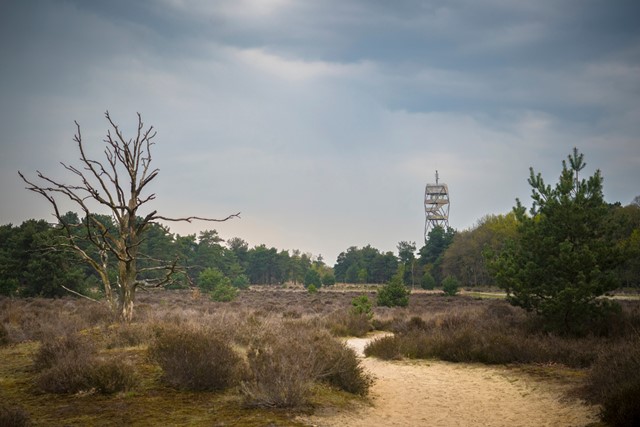Autovrije wandelroutes hier is het lekker rustig en stil: Kalmthoutse Heide.  