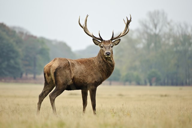 De koning van het woud. (Foto: © Shutterstock)