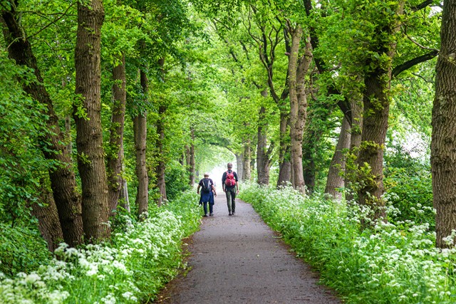 Afbeelding bos