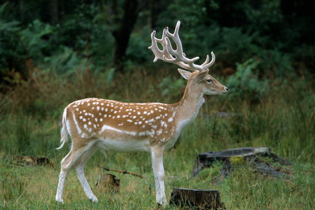 Boswachterspad Zeeland Veerse Bos Bewoners Van Het Veerse Bos