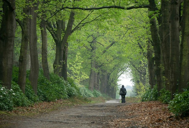 Overijssel (Foto: © René Vlak / Unsplash)