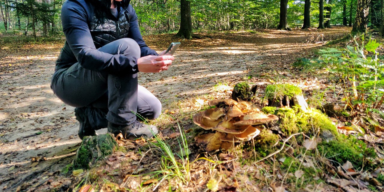 afbeelding van iemand die paddenstoelen fotografeert en determineert.