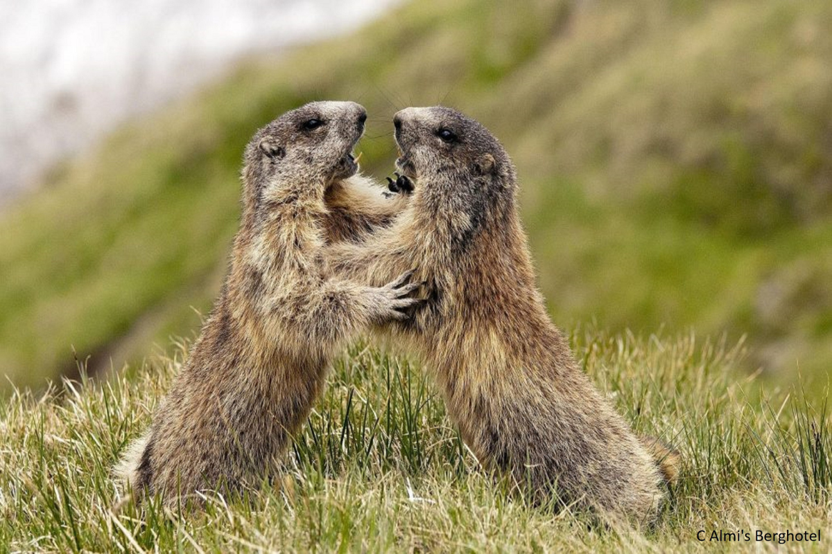 Wandelreis Toppen Van Tirol Alpenmarmotten
