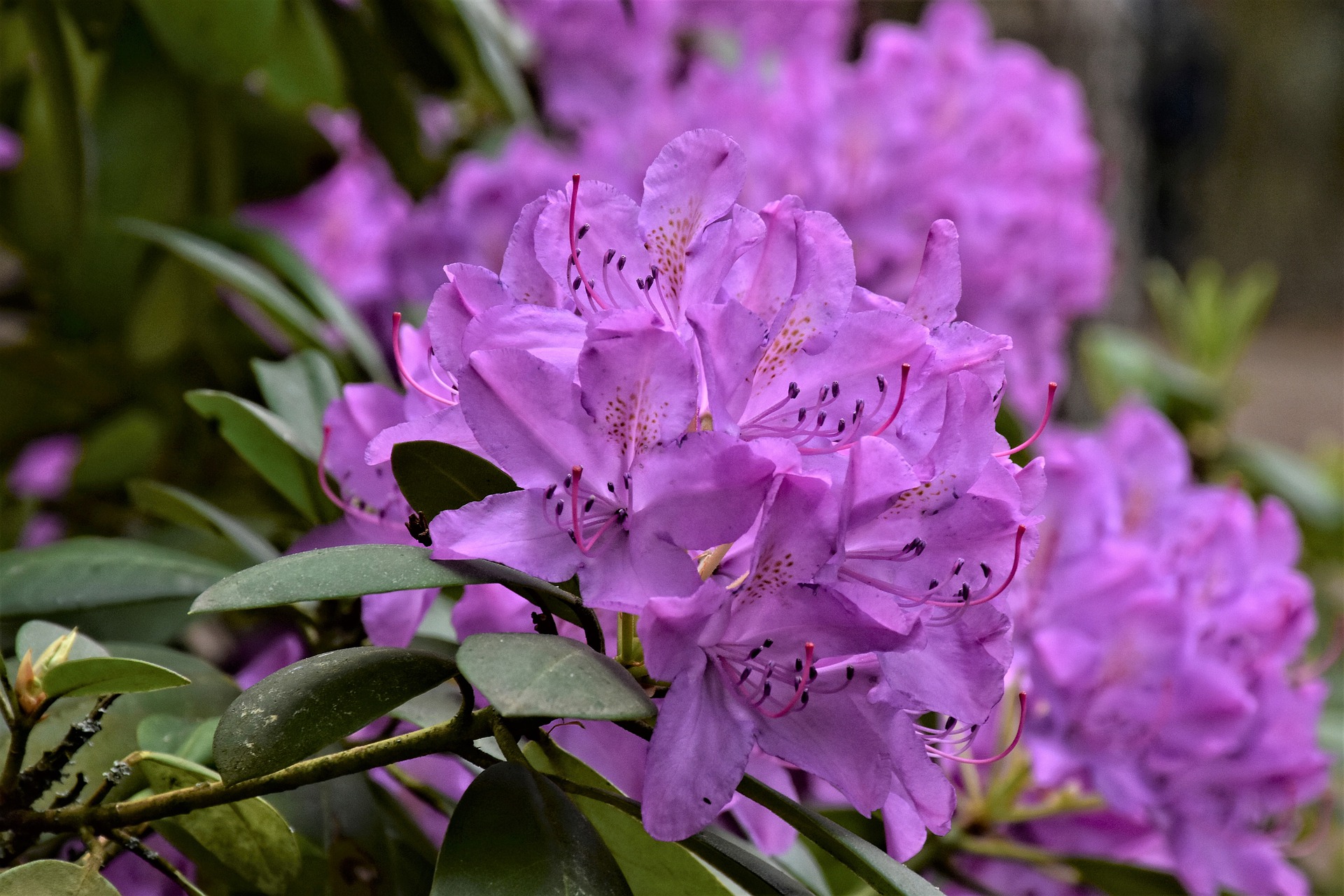 rododendrons