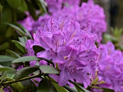 rododendrons