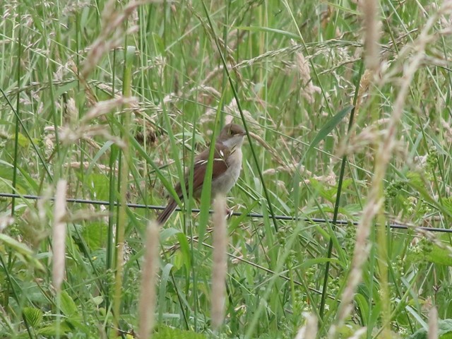 Grasmus