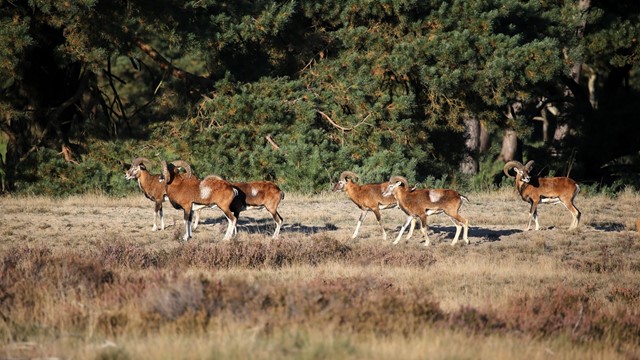 Afbeelding 4 | In Deze Wandelgebieden Kun Je Bijzondere Dieren Ontmoeten