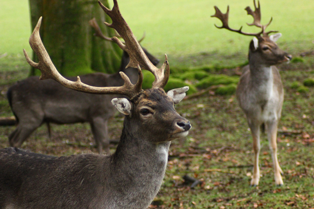 Wandelroute Paleis Het Loo Paleispark Hertenkamp