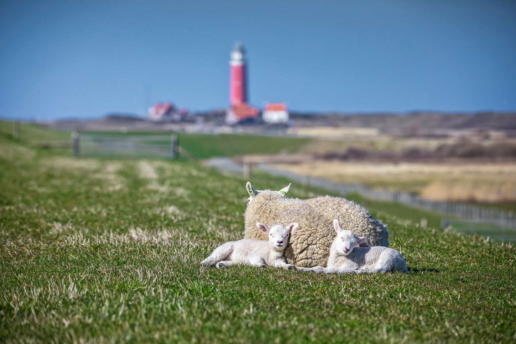 Lammetjes bij de vuurtoren 
