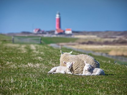 Lammetjes bij de vuurtoren