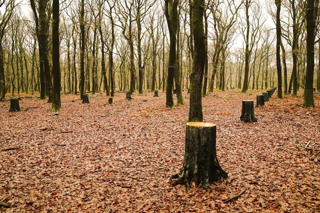 Veluwe Zwerfpad: een Streekpad om eindeloos te dwalen; kunstwerk de Kathedraal