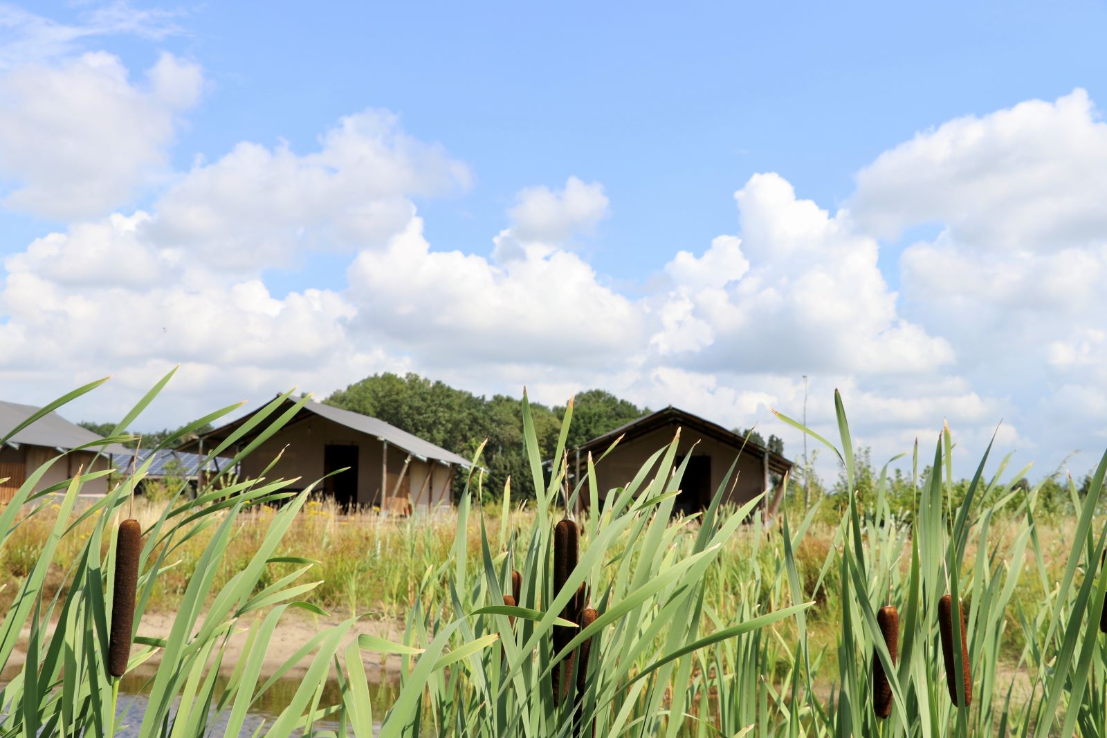 Safaritenten op Camping de Heerlijkheid Vorenseinde