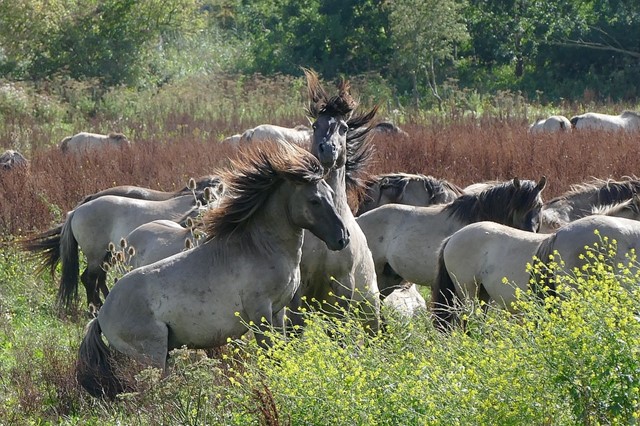 Konikpaarden in de Oostvaardersplassen