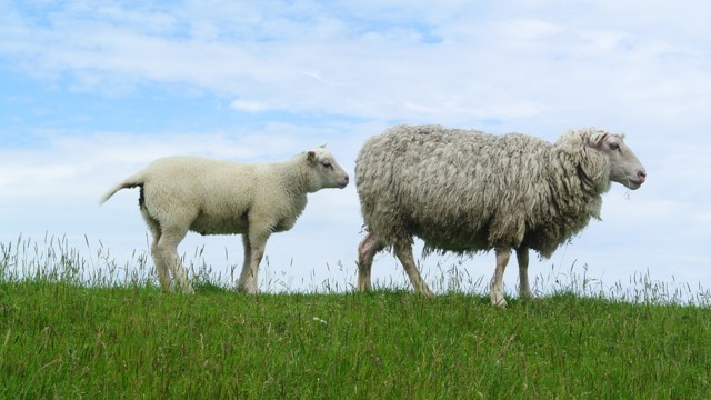 Afbeelding 3 | Waar kun je tijdens je wandeling lammetjes kijken?
