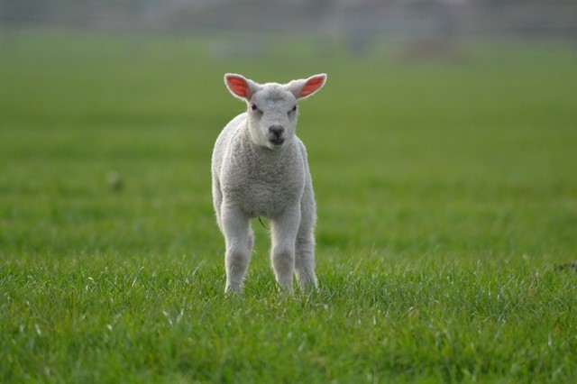 Afbeelding 1 | Waar kun je tijdens je wandeling lammetjes kijken?
