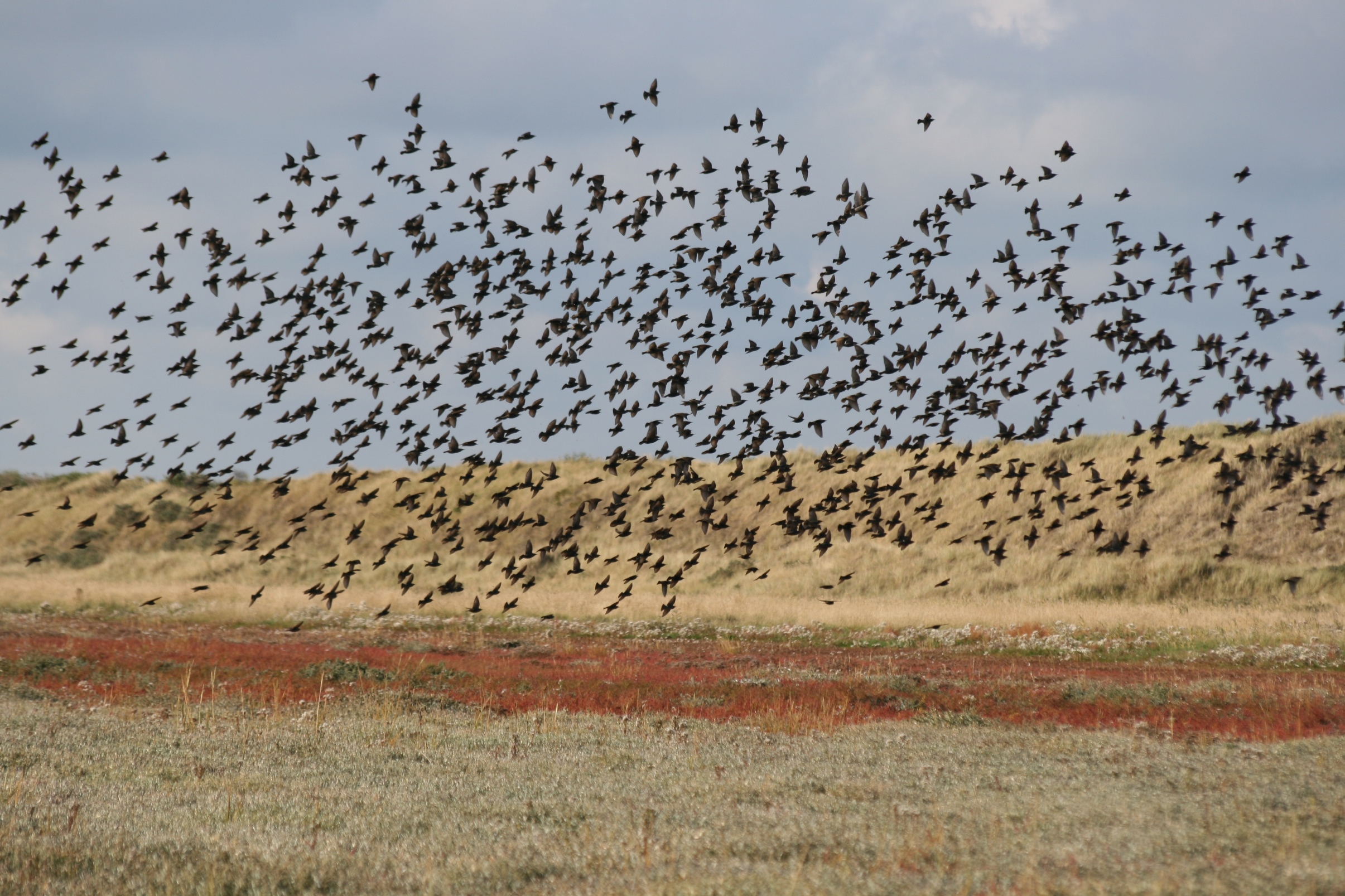 Een zwerm spreeuwen in de Kroon's Polders