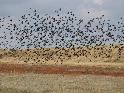 Een zwerm spreeuwen in de Kroon's Polders