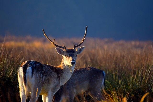 Amsterdamse Waterleidingduinen