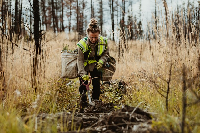 afbeelding van een vrouw die haar werk doet als boswachter, met een grondboor.