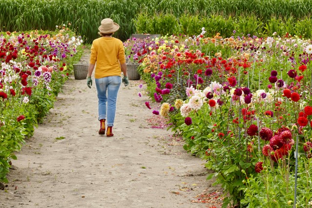 Foto van Anja Jansze tussen de dahlia's.