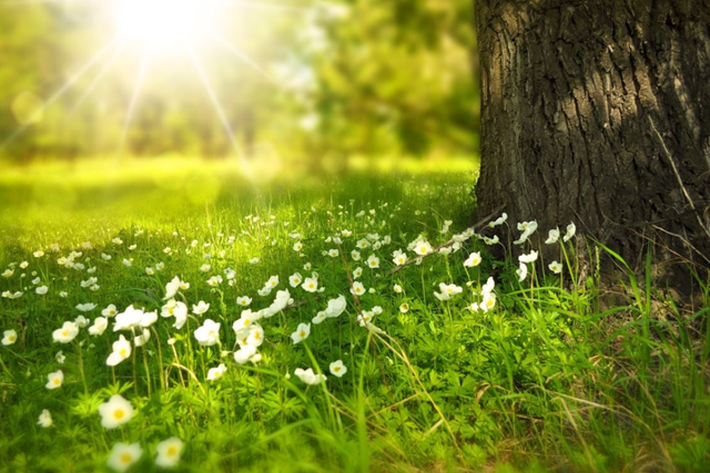 Wandelen En Wetenschap Dit Zijn De Feiten; Grasveld in zonlicht