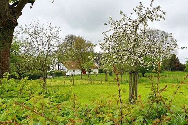 bloesemboom in een tuin met gras en een boerderij.
