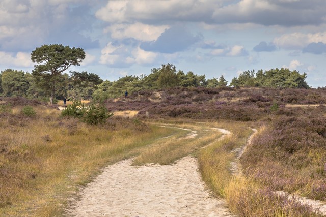 afbeelding van de Kalmthoutse Heide.