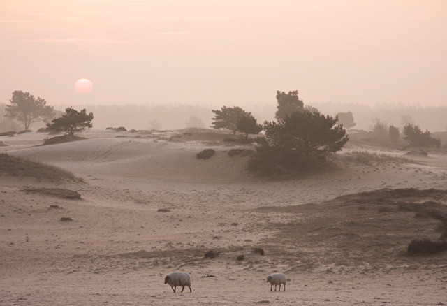 Kale duinen | Drents-Friese Wold