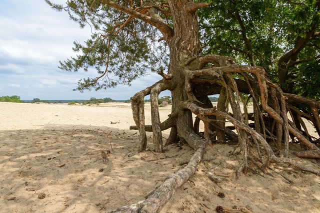 Vliegden Kootwijkerzand