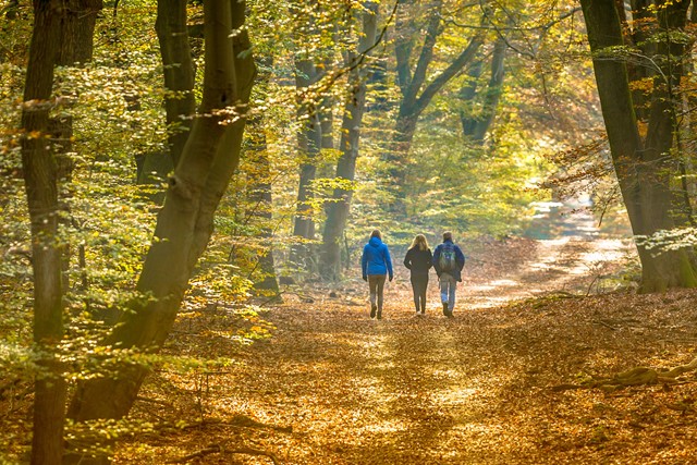 afbeelding van wandelaars in het bos