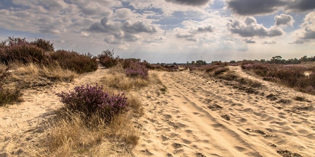 Wandelroutes In Noord Brabant Kalmthoutse Heide